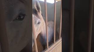 Arab horse breed 🐴 # #foryou #horse #animals #viral #foal @shehrmaindihat #millionviews