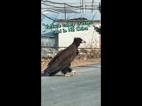 Vulture calmly crosses road in northeast China's Hunchun