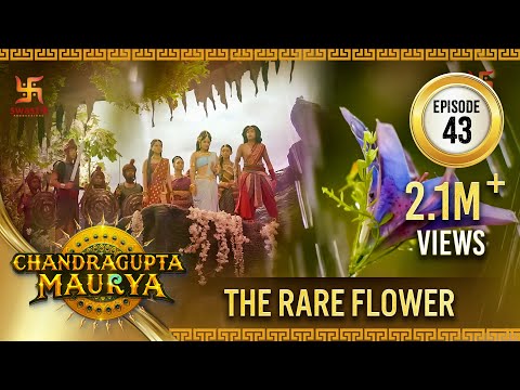 Chandragupta Maurya | Episode 43 | The Rare Flower | चंद्रगुप्त मौर्य | Swastik Productions