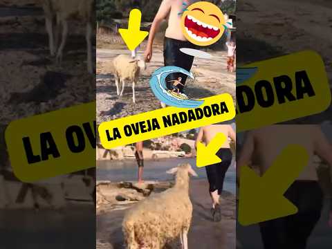 La #oveja 🐑 que #aprendió a #nadar #shortviral 🌊