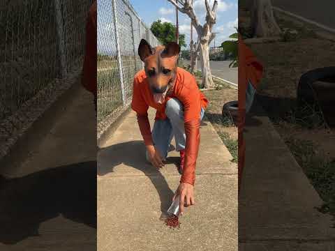 Mis pollitos tienen avioneta ๐ฉ๏ธ๐ฅ๐ฑ #viral #comedia #humor