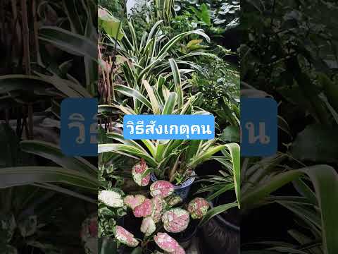 คำคมวันนี้#จิตวิทยา ในการสังเกตคน