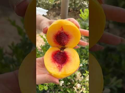 Delicious fruit #garden #farming #harvest #vegetables #fruit