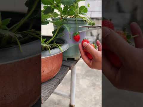 أجمل ثمار الفراوله من حديقة المنزل البسيطة 🤩