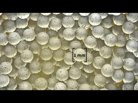Forever chemicals: how to decontaminate water | AFP