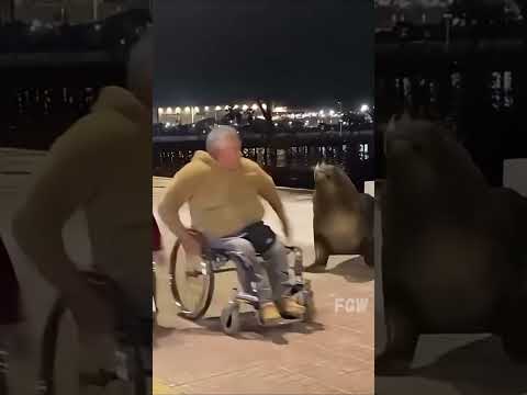 Pets Who Think They’re Humans #funny #animals #shorts