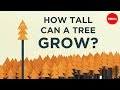 Understanding the Growth Limits of Californian Sequoias