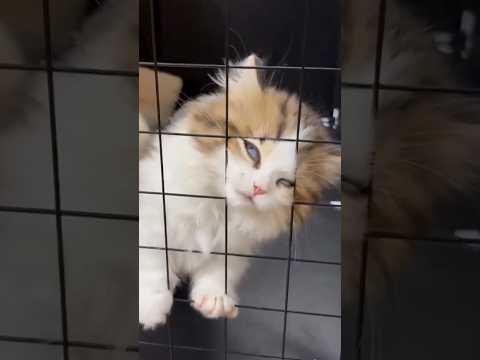 猫動画で癒されながら視力向上に期待できる理由 サムネイル