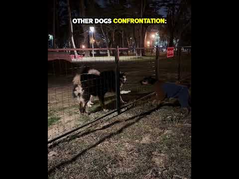 Other Dogs Confrontation Vs This Dog ☠️ #troll #shorts #edit