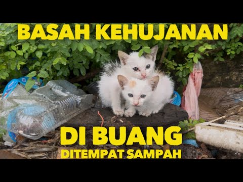 BASAH KEHUJANAN ANAK KUCING DIBUANG DEKAT SAMPAH