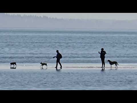 People and dogs having fun on a beach #lowtide #doglovers #fun #canada #britishcolumbia 