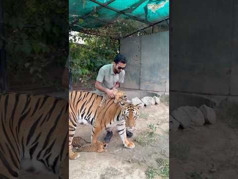 Episode907: Tigress is not breastfeeding his baby 🐯😩
