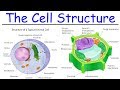 Cell Structure and Function Concepts