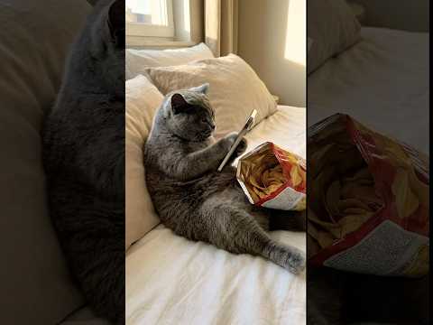 Chats Drôles IA | Vidéos de Chats en Intelligence Artificielle