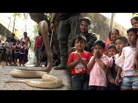 इतना आक्रामक और खतरनाक कोबरा सांप, देखो कैसे किया गया इसका रेस्क्यू | Cobra Snake Rescue