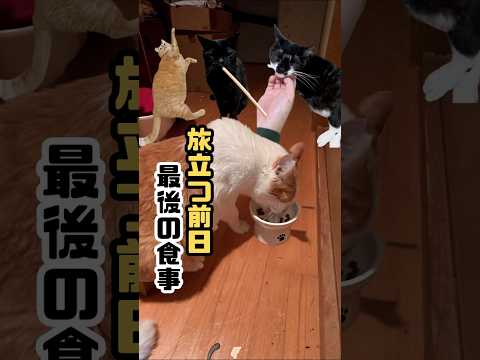茶トラが虹の橋を渡る前日最後の一家団欒は食欲旺盛(多頭飼育崩出身)黒猫と元野良猫タキシード猫