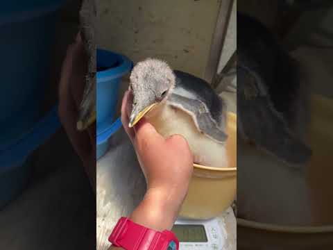 猫の動画サムネイル - 6/2ふ化🐣ジェンツーペンギン生後18日目