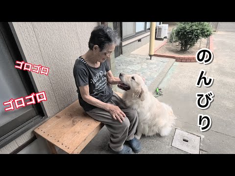 遠くでゴロゴロなる雷聞きながら今日の午後ものんびりしています・・・。 #メイちゃんねる