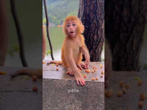 Cute baby monkey #monkey #monkeylife #monkeyvideo #pets