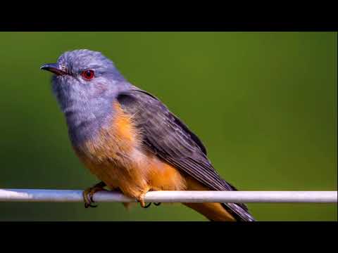 เสียงนกอีวาบตั๊กแตนร้องจากธรรมชาติกล่อมนอน