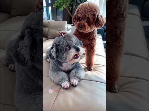 🐨Koala makeover backfires! Bichon gives Poodle a hilarious surprise! 😂🐾 #shorts #funnydogs #cutedog