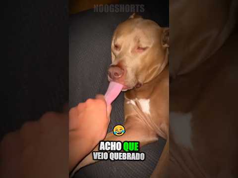 Esse Cachorro veio quebrado!😳#shorts
