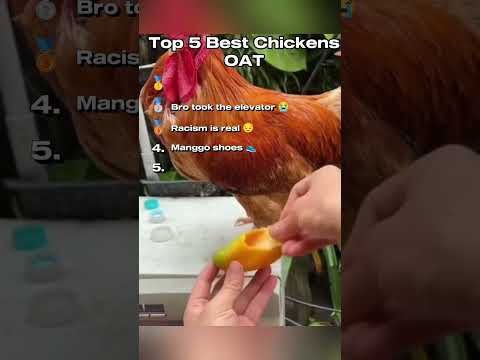 Top 5 Best Chickens Of All Time 🏆 🐔