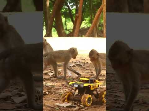 Monkey video Prank monkey #funny #monkey #monkeyvideo #animals #funnyanimal #monkeyshow #animals