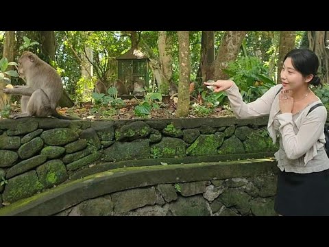 Inilah Suasana Taman Wisata Monkey forest Bali