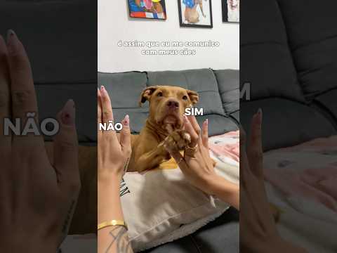 BOBO É QUEM ACHA QUE ELES NÃO ENTENDEM 😂 #pitbull #cachorros #pets #rotinapet #humor
