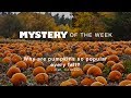 Giant Pumpkin Trivia Questions