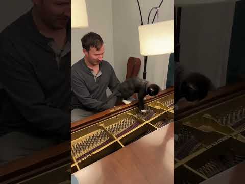 Cricket’s first piano lesson went GREAT #cat #kitty #kitten