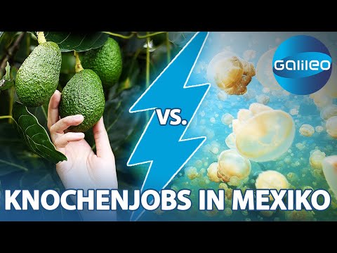 150Kg Guacamole vs. 2 Tonnen Quallen-Fischen! Knochenjobs für Harro & Maike | Galileo | ProSieben