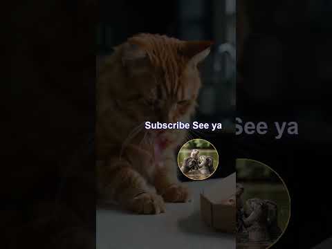 The Great Pizza Heist