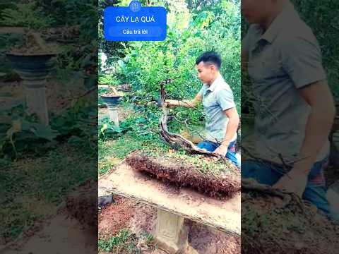 Cây lạ và rất quái #tamdaonui #vui #hai #sốngthọ #kểchuyện #chuyệnlạ #bonsai #bonsaist