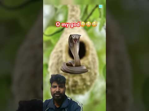 Saap 🐍Chidiya Ande #facts #birds #automobile #trending #new #viral #comedy #viral