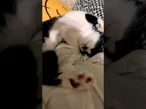 膝の上でグッスリ🐈#shots #cat #モフ猫 #子ネコ #cute #ハチワレ #好きな子猫 ,