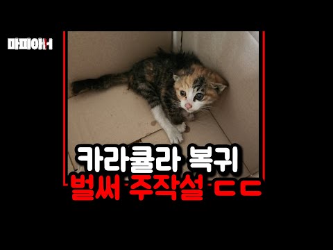 캣파파로 복귀한 카라큘라