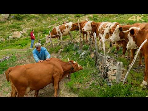 Dağların Yeşil Kırlarında Yaşam - Üç Kuşağın Buluşması| Belgesel Film