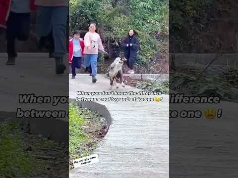 #funnydogs#cute#doglover#doglife#cure#dogshorts#pet#doglife#dogshorts