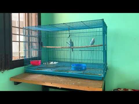 How to Care Budgies Parrot || Single Cage Setup Breeding update || How to care Budgies Parakeet