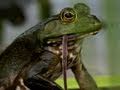 Bullfrog Diet and Behavior Assessment