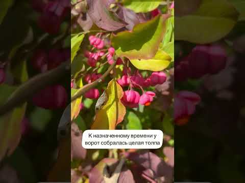 Продолжение сказки старшина Волк и 7 новобранцев. Часть 4 . #австрия #история #русскиевевропе