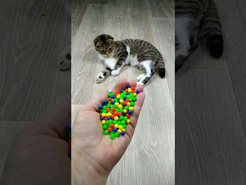 Cat Barsik Beads 📿🌈🍭 Reverse video #marblerunandmore #cat #reverse