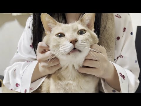 猫の動画サムネイル - 風呂上がりの娘に甘えているのを邪魔されるとすぐにへそを曲げる猫
