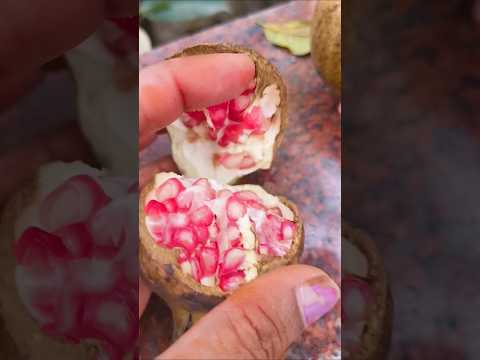 अनार के लाल दाने पड़ गए हैं #gardening #harvest #garden #houseplants #ytshorts