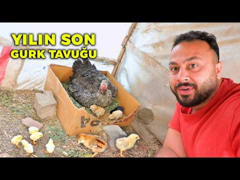🐣 Yılın Son Gurk Tavuğum Civcivleri Çıkardı - Yumurta Zulasını Buldum - Folluklardan Yumurta Toplama