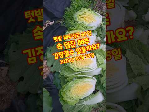 텃밭 배추심고 60일 속 덜찬 배추 김장할수 있을까요? 괴산절임배추 #shorts