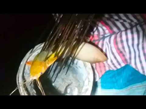 রাতে টেটা দিয়ে মাছ ধরা | Night Fishing in Bangladesh | Fishing BD | Best Fishing Video 2023