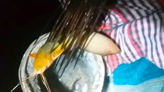 রাতে টেটা দিয়ে মাছ ধরা | Night Fishing in Bangladesh | Fishing BD | Best Fishing Video 2023